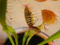 Venus Flytrap Death Grip
