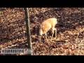Pike County Rut Hunting Illinois