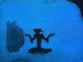 WFAC 2008 Trailer -Die Abenteuer des Prinzen Achmed-