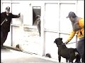 Zarco Rotweiler Protecc Instalac www.bracanpuebla.com.mx