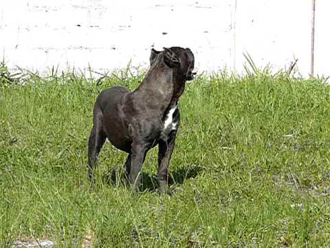 cane corso