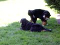Bernese