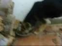 estupido video de mi mascota