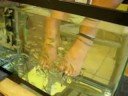 Fish Feet