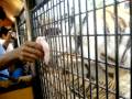 close encounter with the tiger,,