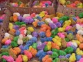 poussins multi-colores de marrakech