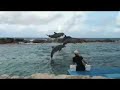 zwemmen met dolfijnen curacao 2008 zwemmen met dolfijnen curacao 2008