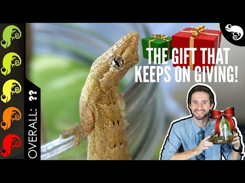 YouTube reptile video