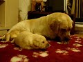 10 days old Labrador Puppies