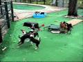 Basenji