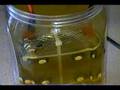 9 Plate Hydrogen Generator Great Production!!!