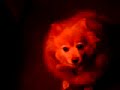 ポメラニアン動画