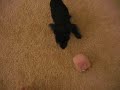 my pup lemony my pup lemony