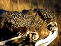 Quail Hunting Pictures - Arizona