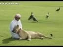 FAZZA3_new