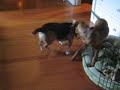 Beagle VS Vizsla