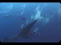 Swimming  with Hammerheads  and Whale Sharks