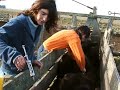 vacas en la manga