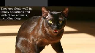 Havana Brown Cat: medium in size, muscular, firm