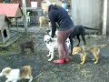 no medical support for the animals, no sterilization (that means that the dogs get baby's all the time, and they get either eaten by other dogs, or die on infections, often the mothers die too). something has to happen there!!