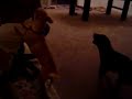 napoleon vs. gina 2