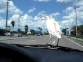Egret on the hood
