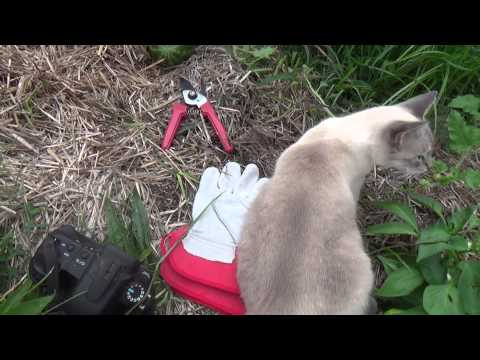 how to know when to pick a watermelon off the vine