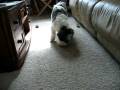 videos de Sammy & Whoopie Cushion
