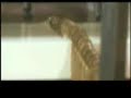 Animación tipo dominó con monedas