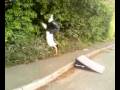 Jackass Stunt(Flip into Bush)