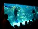 Divers at Aquaria