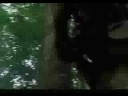 navy seals