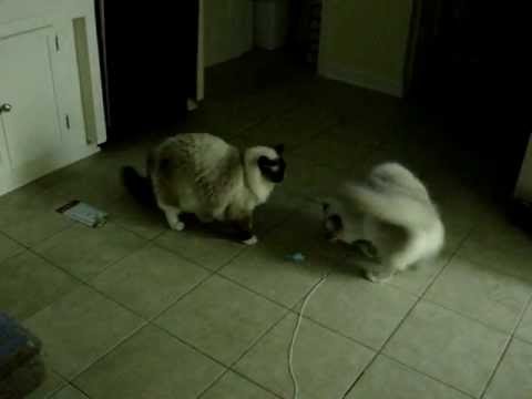 0 Cataction Bungaree