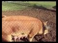 Delores in the animal enclosure