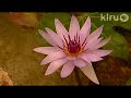 Sylvia and Steven Williams: Central Texas Gardener Sylvia and Steven Williams: Central Texas Gardener