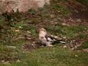 Snow Bunting - Ouessant