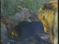 Lion Kill Pt.2 Lion Kill Pt.2