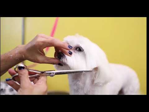 Cat Vs Dog Grooming at Rio's Pet Spa and Boarding
