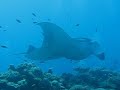 Kuredu Manta Ray