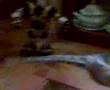 T-Rex vs Hominido (2)