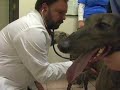 A trip to the Vet