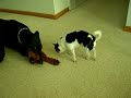 A Talking Doberman! A Talking Doberman!
