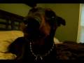 A Talking Doberman!