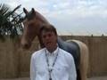 Paardensport - 15-8-2007: Dagboek Jeroen Dubbeldam