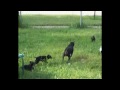 Min Pinz - Hoosier Dogz