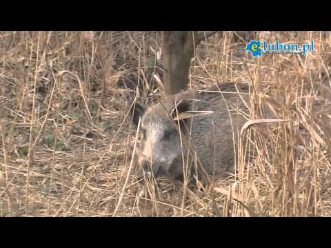 See video