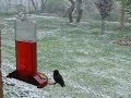 Snow Hummers