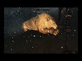 L'intégrale Skyrim - Ep 247 - Playthrough FR HD par Bob Lennon