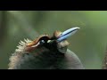 Astounding Mating Dance Birds of Paradise -- High Quality