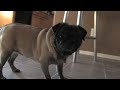 A Simple Pug Film A Simple Pug Film